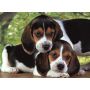 Puzzle Clementoni 500el Close Together - 3