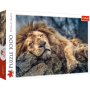 Puzzle Trefl 1000el Śpiący Lew - 2