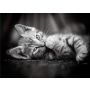 Puzzle Clementoni 1000el Kitty - 3