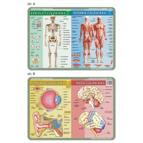 Podkładka edukacyjna Visual System Biologia, Anatomia człowieka