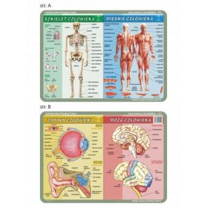 Podkładka edukacyjna Visual System Biologia, Anatomia człowieka
