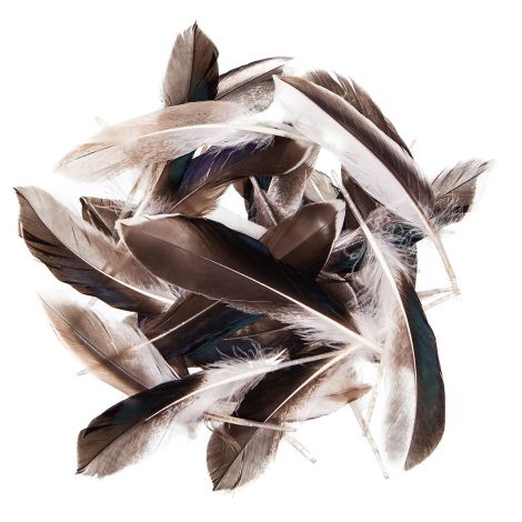 Pióra Kacze dpCraft 10-15cm, 10g
