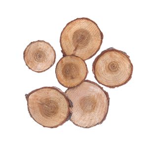 Plastry Drewna dpCraft Koło 4-5cm, 6szt