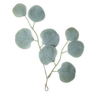 Gałązka Eukaliptusa dpCraft Okrągłe Liście, 30cm