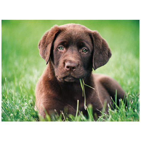 Puzzle Clementoni 500el Chocolate Puppy - 2