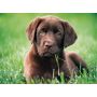 Puzzle Clementoni 500el Chocolate Puppy - 3