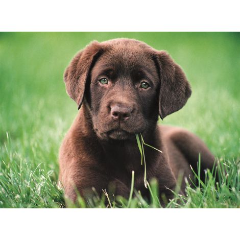 Puzzle Clementoni 500el Chocolate Puppy - 2