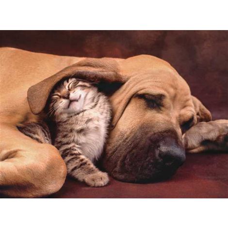Puzzle Clementoni 500el Cuddles - 2