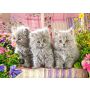 Puzzle Castorland 300el Trzy szare kotki - 3
