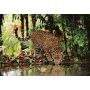 Puzzle Clementoni 2000el Leopard - 3