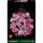 LEGO Botanicals 10374 Bukiet Różowych Róż